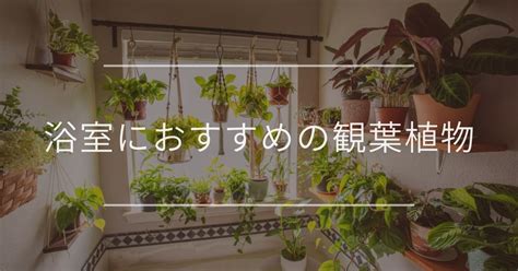 浴室 植栽|浴室に置ける観葉植物おすすめ5選【窓アリ・窓ナシ】はこれ！